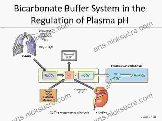 A Diagram Illustrating The Role Of Buffer Systems In Maintaining PH Stability In Biological Systems. The Ph D Process: A Student S Guide To Graduate School In The Sciences