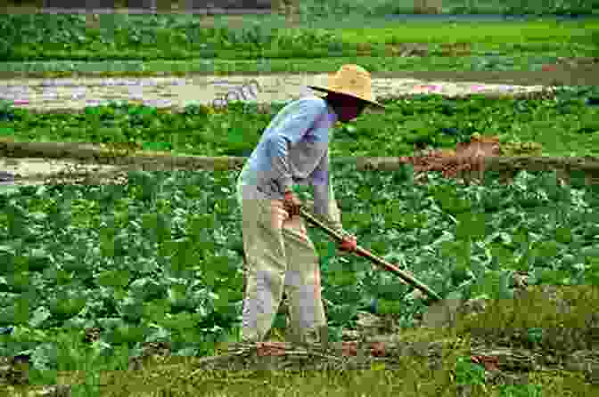 A Group Of Farmers Working In A Field In China The Corpse Walker: Real Life Stories: China From The Bottom Up