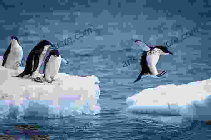 A Group Of Penguins On An Ice Floe In Antarctica. Our National Parks: A Campaign For The Preservation Of Wilderness (John Muir: The Eight Wilderness Discovery 5)