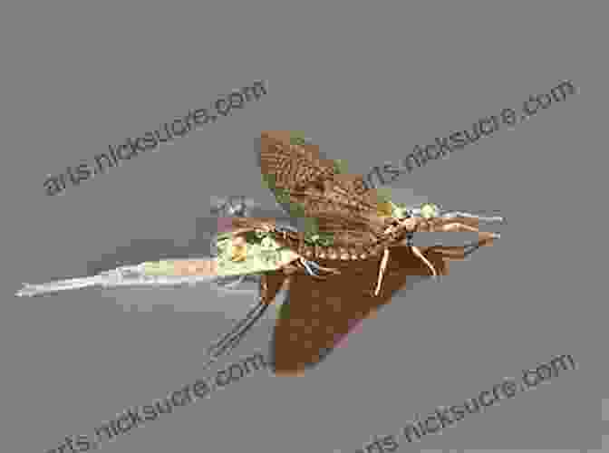 A Mayfly Emerging From Its Nymphal Shuck Pocketguide To Pennsylvania Hatches Paul Weamer