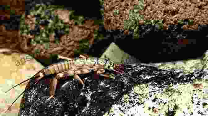 A Stonefly Nymph Clinging To A Rock Pocketguide To Pennsylvania Hatches Paul Weamer